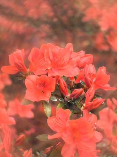Z WIZYT W ARBORETUM W ROGOWIE