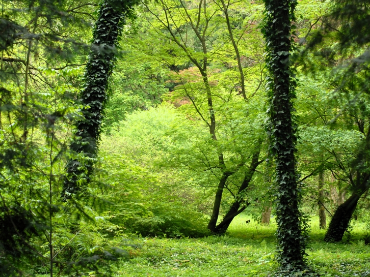 Z WIZYT W ARBORETUM W ROGOWIE