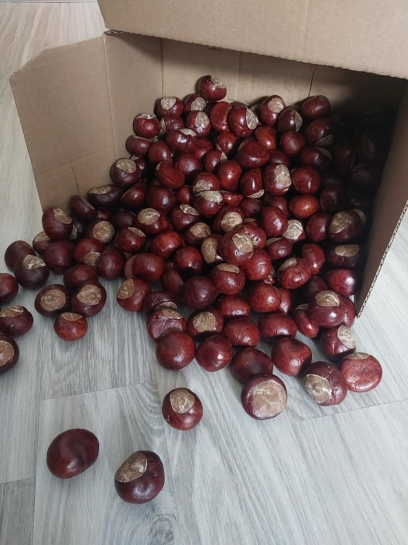 KASZTANOBRANIE DLA KRZYSIA